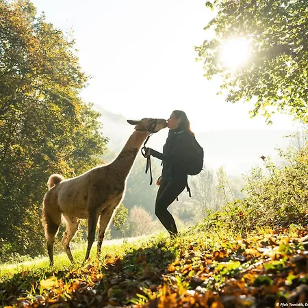 Prázdninový dům Pfalzliebe