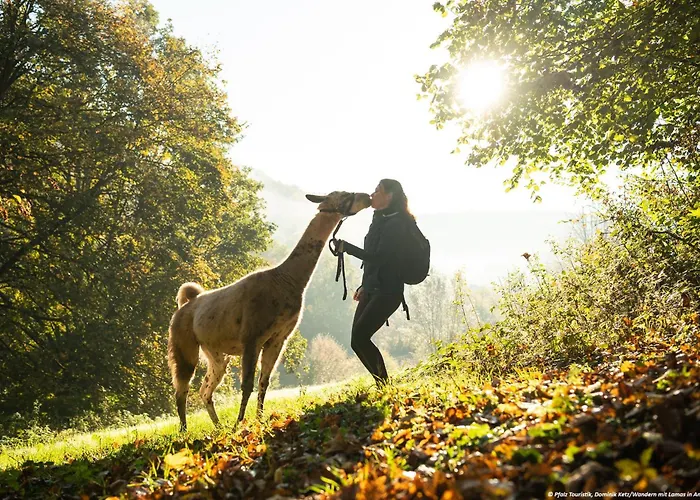 Dom wakacyjny Pfalzliebe